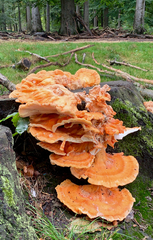 Laetiporus sulphureus