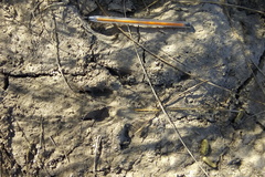 Chrysocyon brachyurus