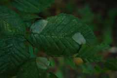 Phyllonorycter esperella