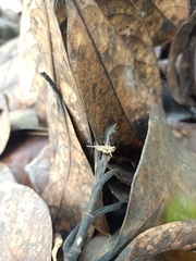 Orthoptera