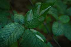 Phyllonorycter esperella