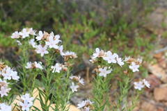 Lobostemon glaucophyllus