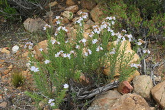 Lobostemon glaucophyllus