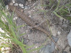 Gerrhonotus lugoi