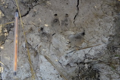 Chrysocyon brachyurus