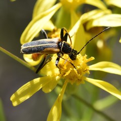 Chauliognathus opacus