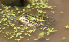 Lithobates chiricahuensis