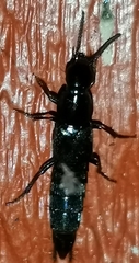 Quedius mesomelinus