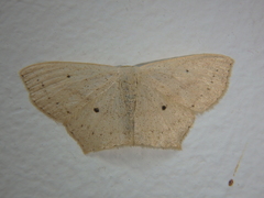 Scopula flaccidaria