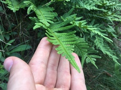 Polypodium vulgare