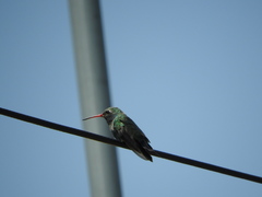 Cynanthus latirostris