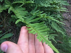 Polypodium vulgare