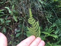 Polypodium vulgare