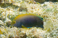 Pomacentrus chrysurus