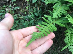Polypodium vulgare