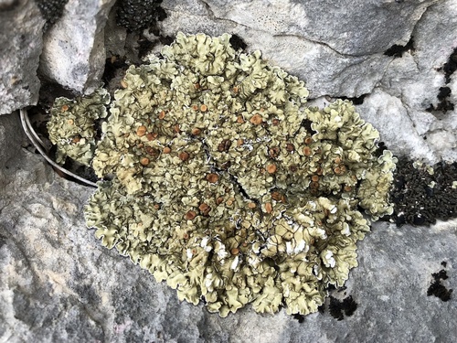 lekanorovité (Lecanoraceae)