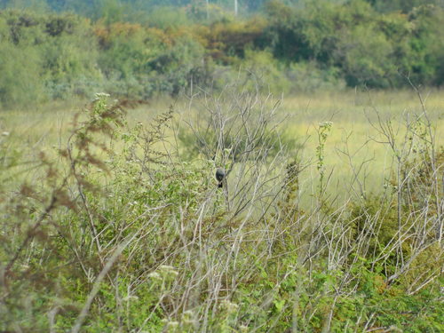 carbonated sierra finch (Rhopospina carbonaria)