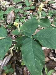 Arisaema triphyllum