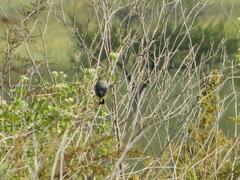 Rhopospina carbonaria