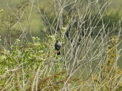 Rhopospina carbonaria