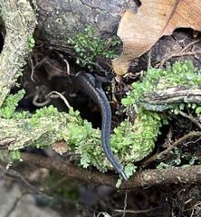 Panaspis breviceps