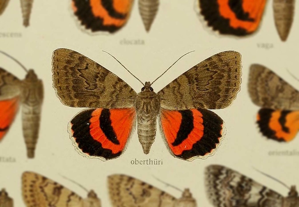 Catocala oberthueri