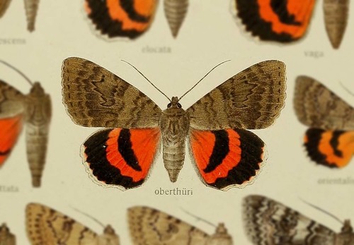 French Red Underwing
