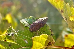 Dicerca pugionata