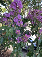 Lagerstroemia