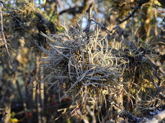 Tillandsia virescens