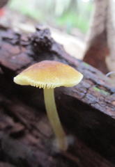 Pluteus romellii