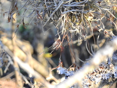 Tillandsia virescens