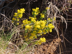 Sebaea leiostyla