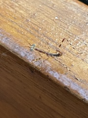 Polyspilota aeruginosa