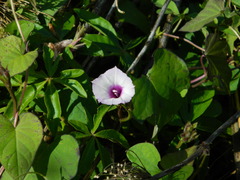 Ipomoea grandifolia