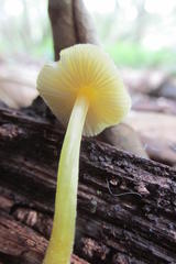 Pluteus romellii
