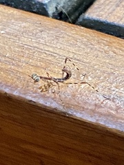 Polyspilota aeruginosa