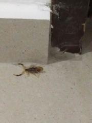 Uroplectes triangulifer