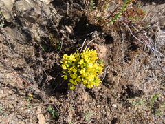 Sebaea leiostyla