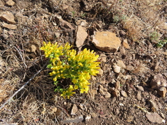 Sebaea leiostyla
