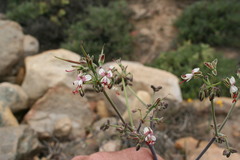 Pelargonium keerombergense