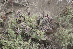 Quaqua mammillaris