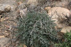 Pelargonium keerombergense