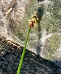 Eleocharis compressa