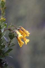 Bomarea lutea