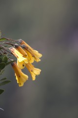 Bomarea lutea
