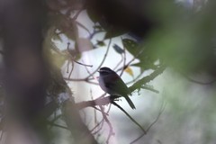 Silvicultrix frontalis