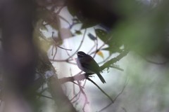 Silvicultrix frontalis