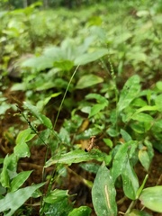 Orthoptera