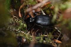 Scaphinotus angulatus